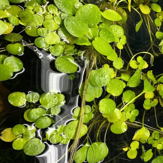 Amazon Frogbit (Limnobium laevigatum) - Outdoor Tub Grown, 5 Plants