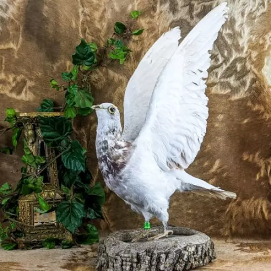 bc12 Taxidermy Oddities Curiosities Rock Pigeon bird c livia dove collectible