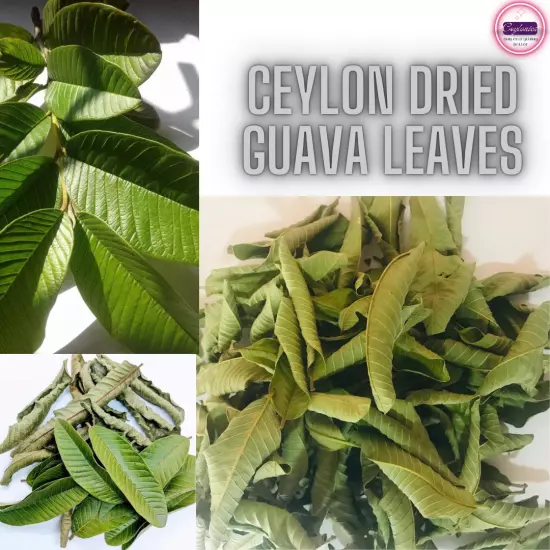 1000+Dried Guava Leaves Herbal Tea Hojas de Guayaba Psidium Guajava For Diabcare