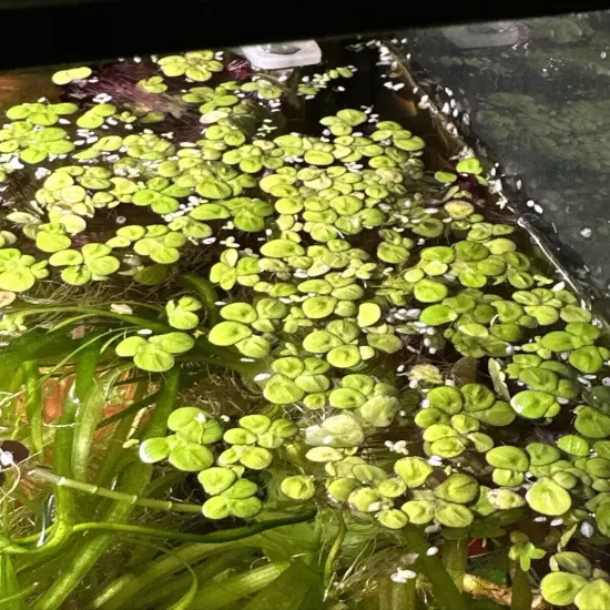 Giant Duckweed