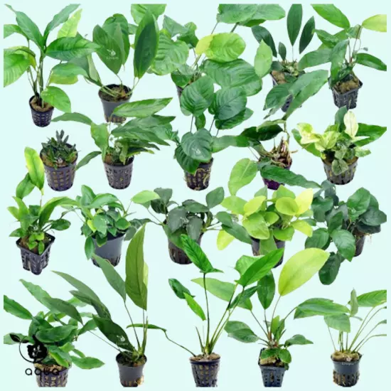 Beginner 10 Aquarium Live Plants Bundle Pack (10 Plants) Live Aquarium Plants