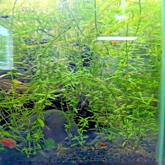 Live Aquarium Plant Pack Bundle~~ Beginner friendly 7 Species!~~Over 30 plants~~