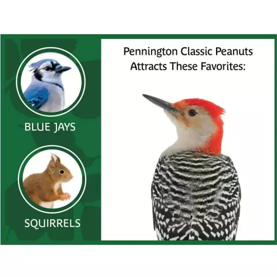 Pennington Shelled Peanuts Wildlife and Wild Bird Food, 5 lb. Bag, 1 Pack, Dry