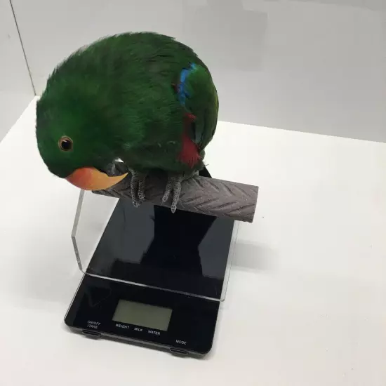 SCALE PERCH & DIGITAL GRAM / OUNCE SCALE - easily weigh your bird accurately