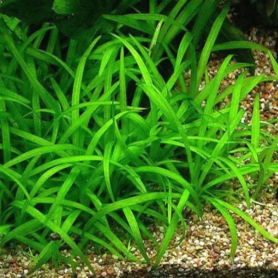 BUY 2 GET 1 FREE Dwarf Sagittaria Subulata Live Aquarium Plants