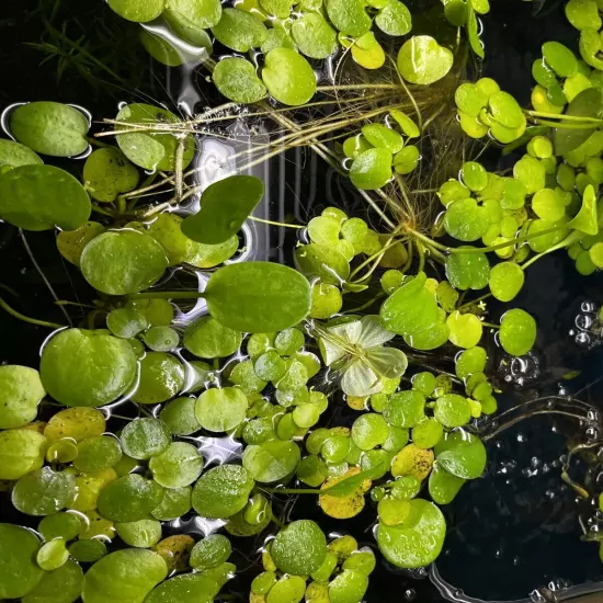 Amazon Frogbit (Limnobium laevigatum) - Outdoor Tub Grown, 5 Plants