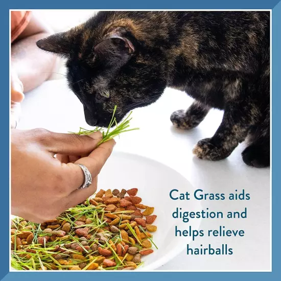 Bell Rock Growers Pet Greens Self-Grow Kit Organic Wheat Grass For all Pets