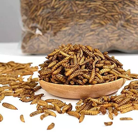 Lot Bulk Dried BSF worms for Wild Birds Food Chickens Hen Fish Treats Food