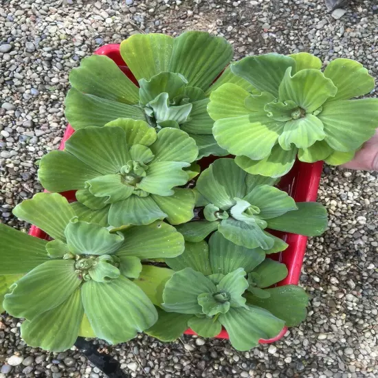 WEEKLY SALE (6) Water Lettuce Jumbo 5-7” Koi Pond Floating Plants Algae Shade