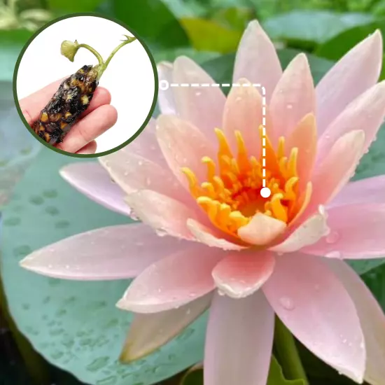 Buy2Get1Free Orange Colorado Hardy Waterlily Live Freshwater Plant Pond Colorful