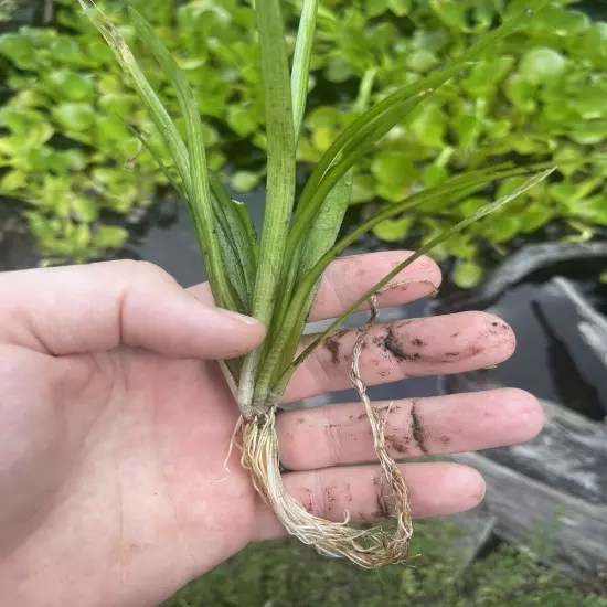 x100 Dwarf Sagittaria Subulata (Excellent Root Growth)