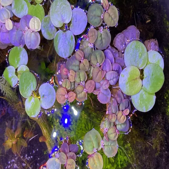 Red Root floaters Phyllanthus Fluitans Aquarium Floating 1 cup +Mystery Plant