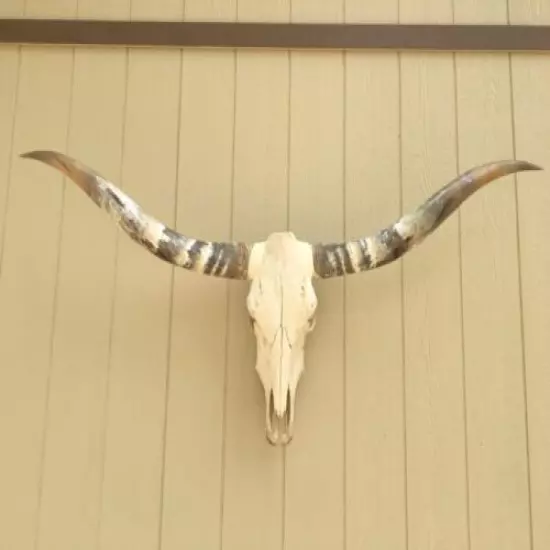 BIG LONGHORN STEER SKULL 5 FEET 5 INCH POLISHED BULL HORN MOUNTED COW HEAD 