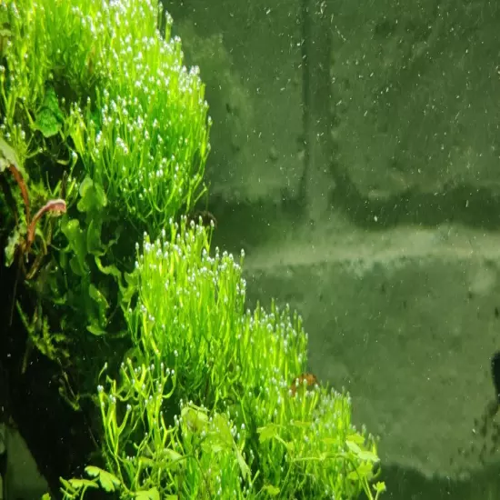 Riccia fluitans-live freshwater beginner Aquarium plants, moss, ada, anubias