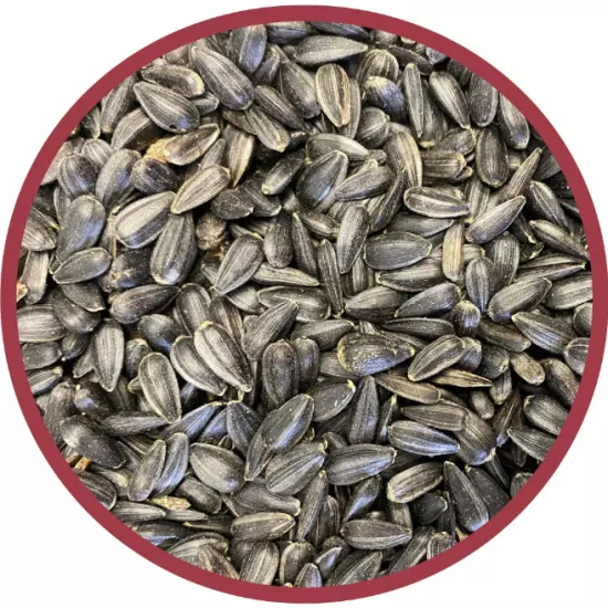 Select Black Oil Sunflower Seed Dry Wild Bird Feed 40 lb Bag 1 Pack