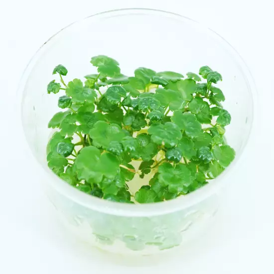 Buy2Get1Free Pennywort Hydrocotyle Tissue Culture Live Plant Freshwater Aquatic