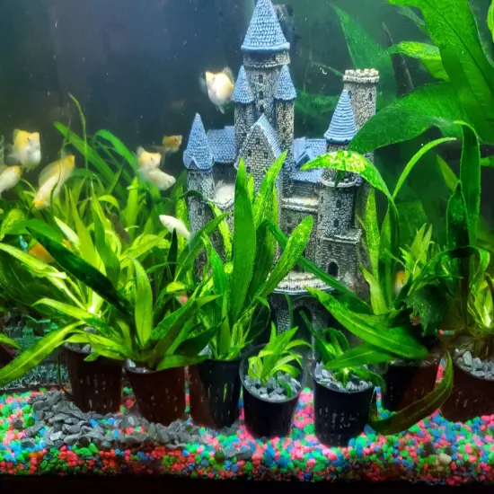 Amazon Sword Live Aquarium Plant Potted With Root Tab Grown Underwater