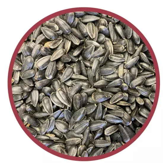 Pennington Select Black Oil Sunflower Seed Dry Wild Bird Feed 40lb Bag