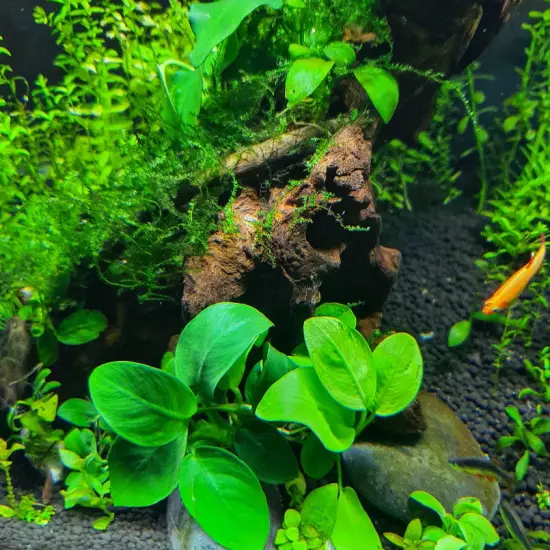 Package Loose Anubias Species Golden Live Aquarium Plants Fish Tanks Decoration