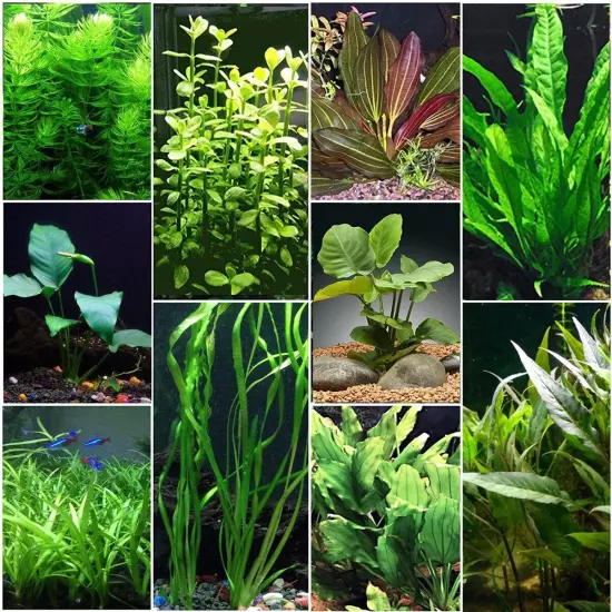 Beginner Live Aquarium Plants Bundle Live Aquarium Plants