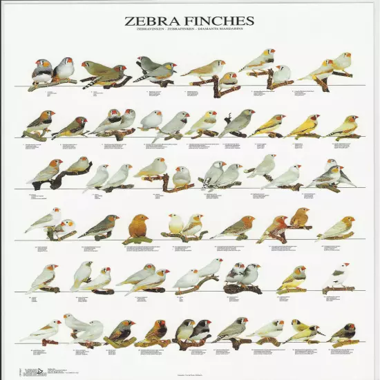 VAN KEULEN Bird Color Variations Mutations A4 Laminated Poster - Zebra Finches 1