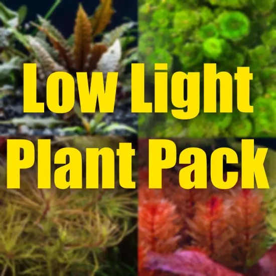 $45 Low Light Aquarium Plant Package beginner easy plants aquatic plants