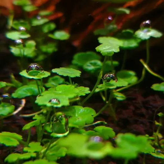 Buy2Get1Free Pennywort Hydrocotyle Tissue Culture Live Plant Freshwater Aquatic