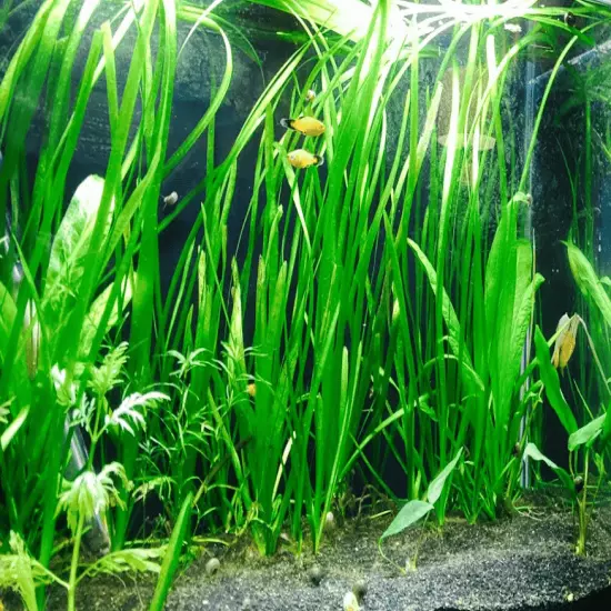 6 Plants Jungle Vals Vallisneria Live Freshwater Aquarium Plants beginner tank