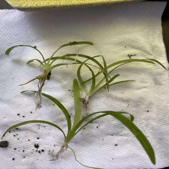 3 Dwarf Sagittaria (Subulata) Live Aquarium Plants BUY 2 GET 1 FREE