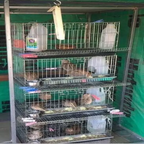 Quail Breeding Pet Cage Free Postage Australia Wide