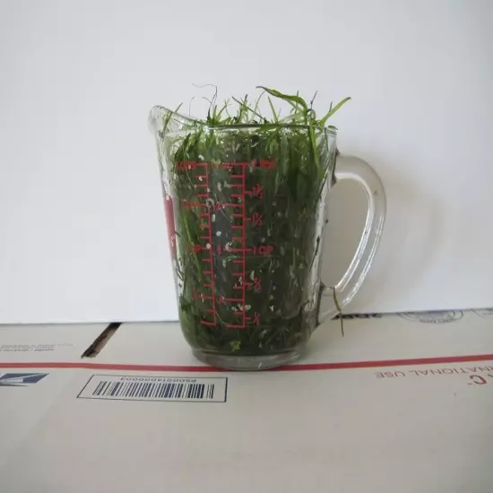 4 CUPS OF GUPPY GRASS - FLOATING AQUARIUM PLANTS