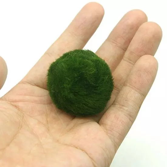 Live Marimo Moss Balls (3-4 cm) – Aquarium Plants for Fish Care & Decor