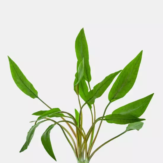 Cryptocoryne undulated 'Broad Leaf'