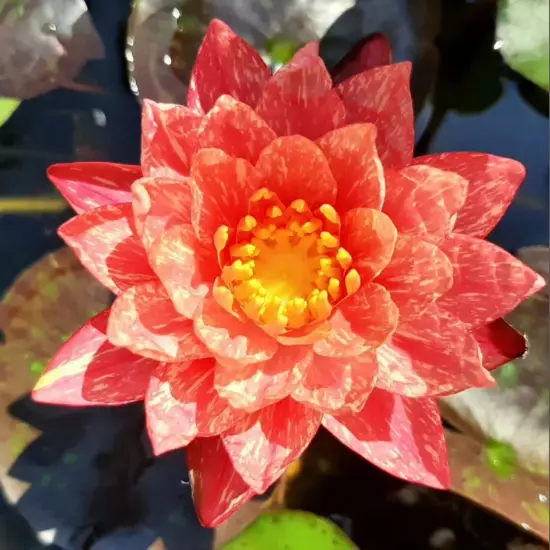 Buy2Get1Free Red White Wanvisa Hardy Waterlily Live Plants Pond Flower Colorful