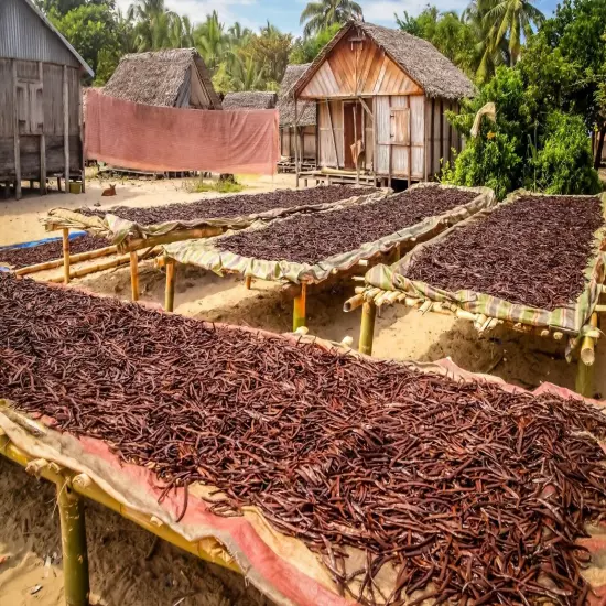 Tahitian Vanilla Beans - Whole Grade B Pods for Baking, Brewing, Extract Making