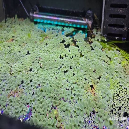 25+ Leaves Asian Water Moss- Live Floating Live Aquarium Plant