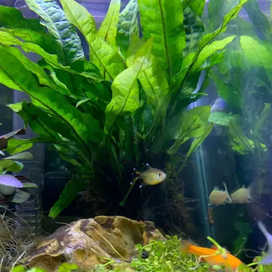 Package Bundle Java Fern Microsorum Pteropus Live Plant Aquarium Fish Freshwater