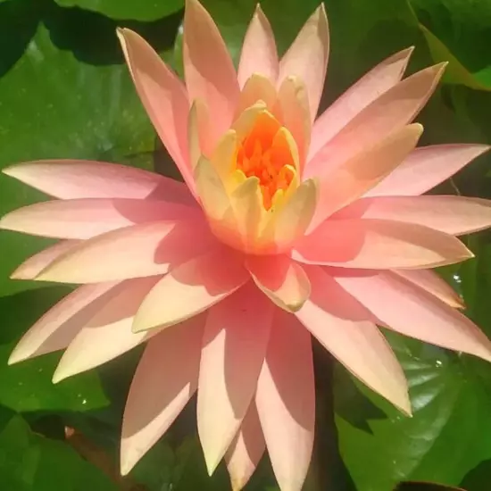 Buy2Get1Free Pink Sunny Hardy Waterlily Live Fresh Plants Pond Flower Colorful