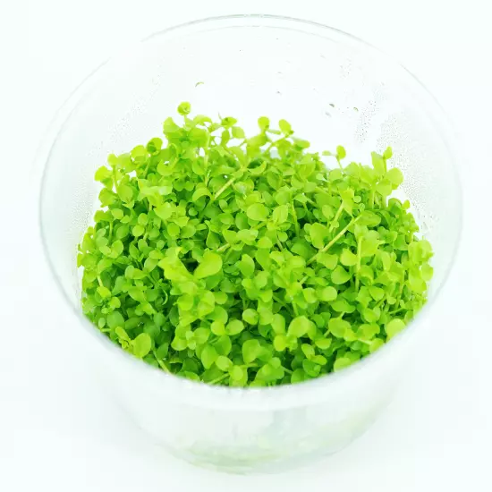 Buy2Get1Free Monte Carlo Micranthemum Tissue Culture Live Plant Aquarium Tank