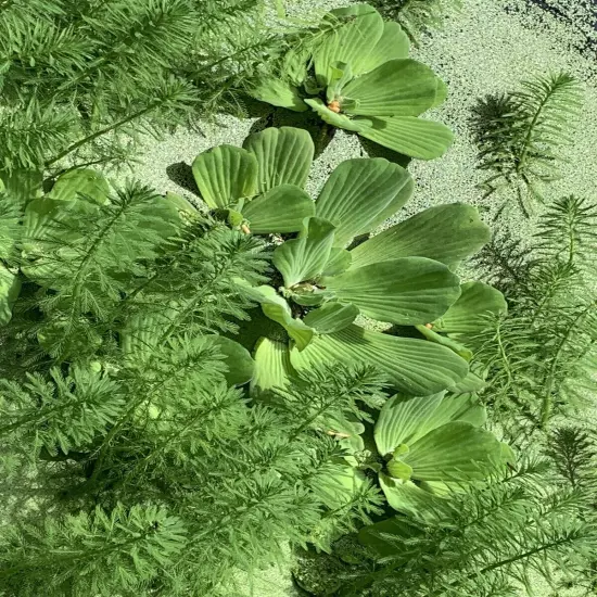 Water Lettuce (1) & Duckweed Aquatic Floating Water Pond Plants