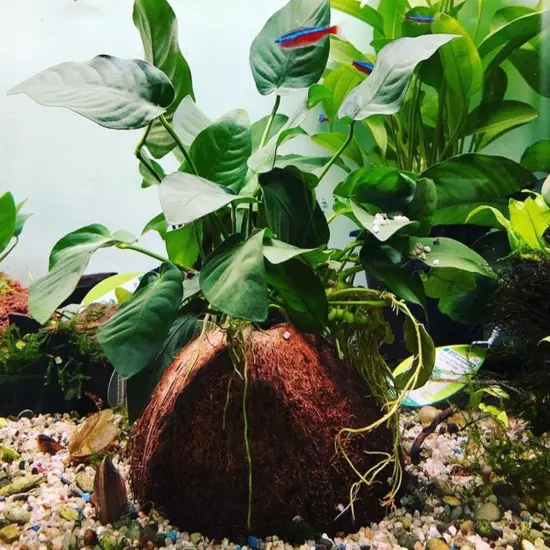 Package Loose Anubias Barteri Var. Nana Live Aquarium Plant Freshwater Fish Tank