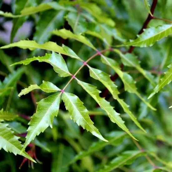 01 Neem (Azadirachta indica) Live Medicinal Plant length 15 inch for Planting