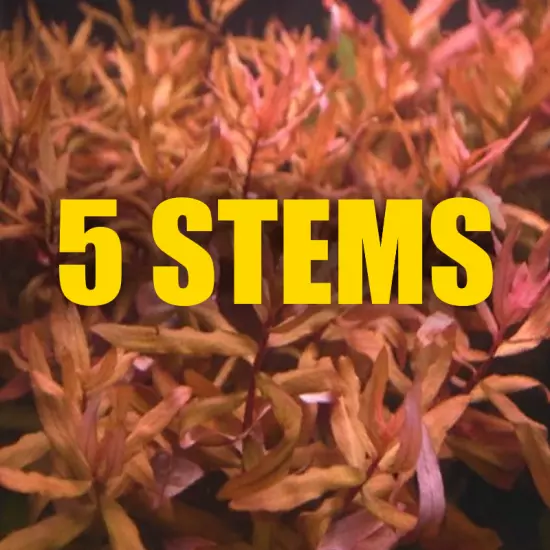 5 Stems Ammania Senegalisis fast growing red aquarium plant colorful and Red