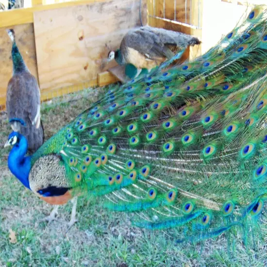 4 Peacock Peafowl Hatching Egg-India Blue Purebred-Guaranteed Fertile-Ship Now!