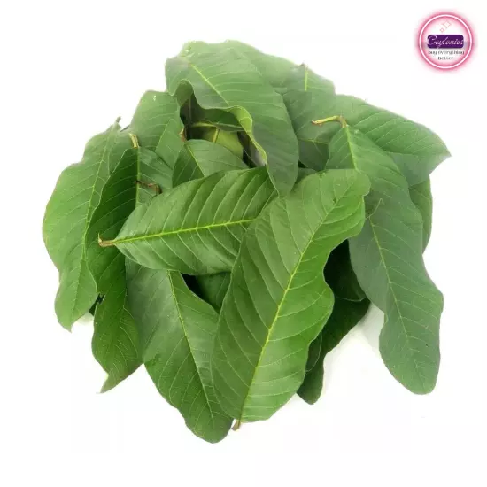 1000+Dried Guava Leaves Herbal Tea Hojas de Guayaba Psidium Guajava For Diabcare