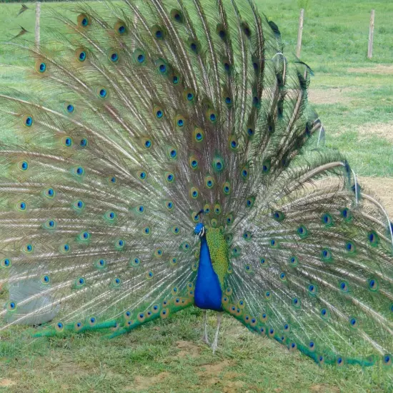 4 Peacock Peafowl Hatching Egg-India Blue Purebred-Guaranteed Fertile-Ship Now!