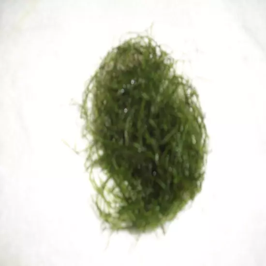 Java Moss Vesicularia Dubyana Easy Live Aquarium Plants