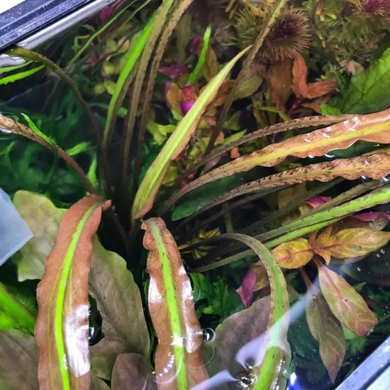 Cryptocoryne Ferruginea Sekadauensis Grown in Vitro TC Cup Live Aquatic Plants