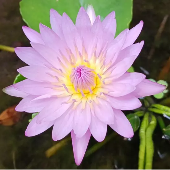 Buy2Get1Free Blue Dao fah Tropical Waterlily Live Fresh Plants Pond Color Flower