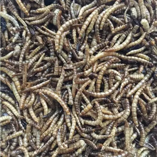 5 lbs. Bag Dried Mealworms For Chickens, Wild Birds, Ducks, And Small Pets.